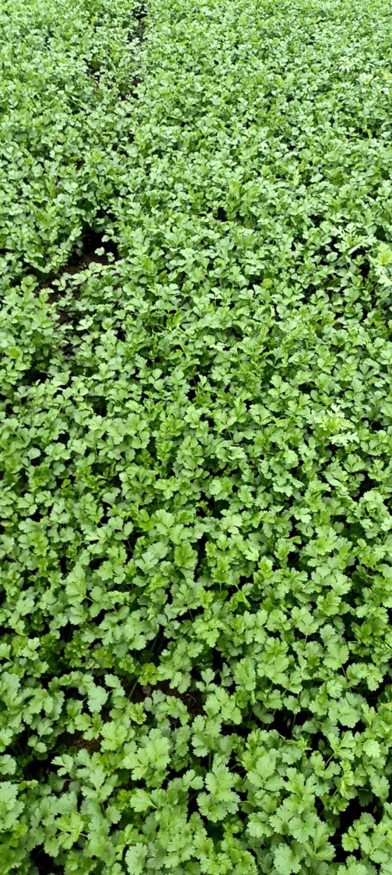 香菜优质香菜，金山区大叶粗梗香菜，漕泾甄选