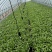 香菜优质香菜，金山区大叶粗梗香菜，漕泾甄选