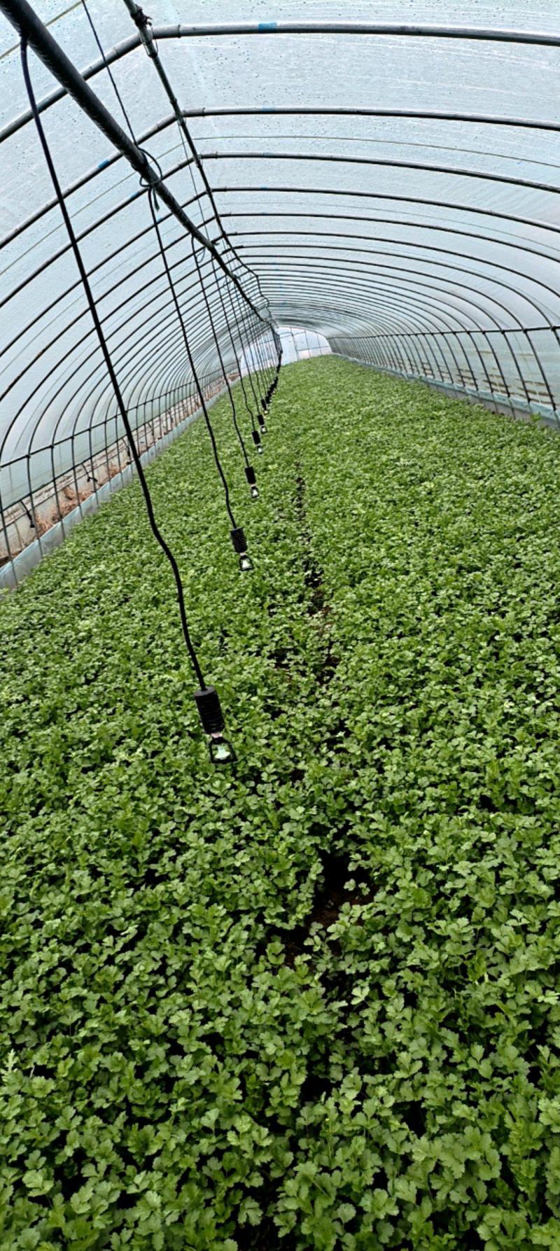 香菜优质香菜，金山区大叶粗梗香菜，漕泾甄选