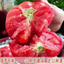 普罗旺斯种子草莓西红柿种子釜山88种子口感西红柿
