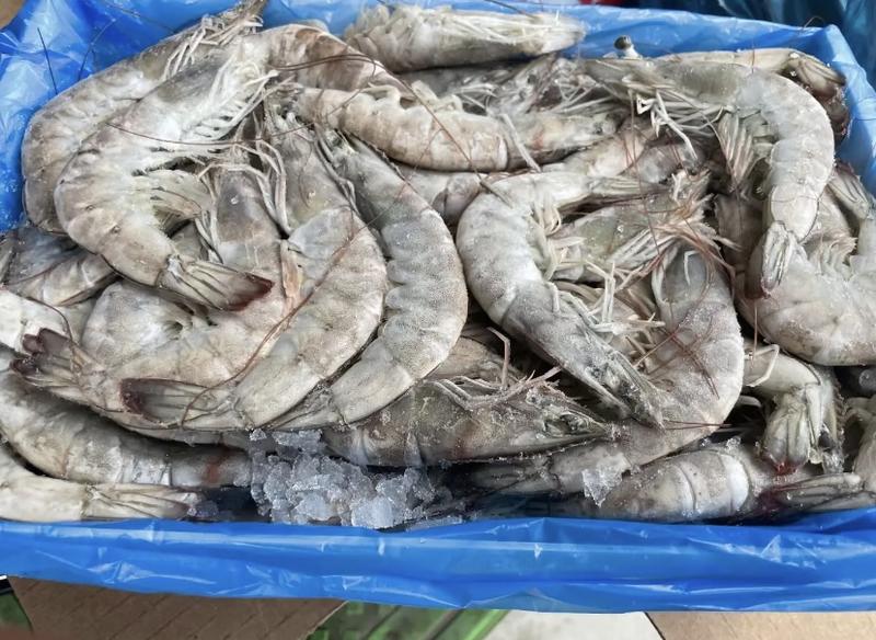 产地直发精品优选冰冻虾可持续大量供货价格优惠欢迎咨询