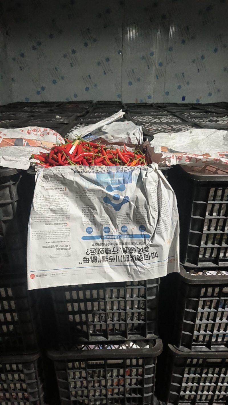 小米椒优质辣椒产地货供电商批发商档口欢迎联系