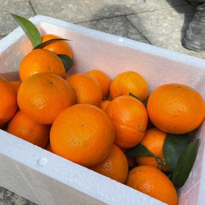 【推荐】湖南精品沃柑大量货源产地直供诚信合作欢迎采购
