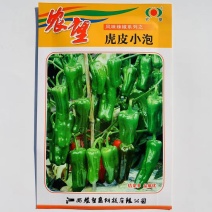 杂交一代辣椒种子虎皮小泡椒种子早熟品种皮薄