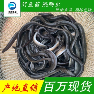 鲲腾生态白鳗鱼苗优质品种生态培育全国配送养殖指导