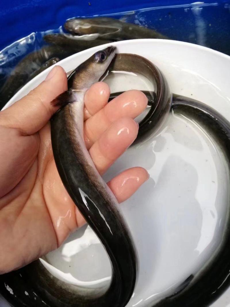 鲲腾生态白鳗鱼苗优质品种生态培育全国配送养殖指导
