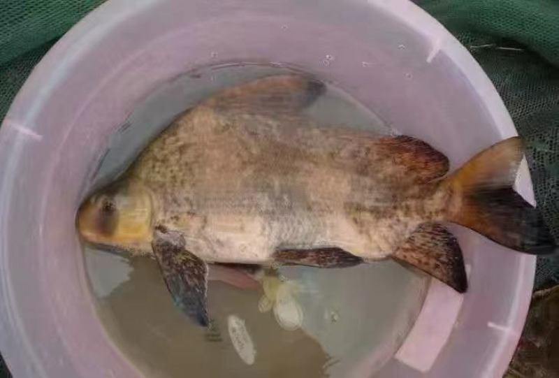 鲲腾水产胭脂鱼苗绿色生态高成活率全国直供养殖咨询