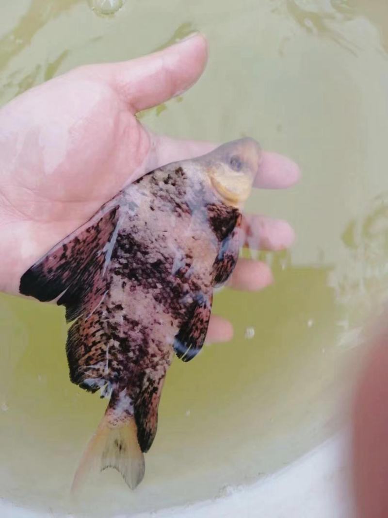 鲲腾水产胭脂鱼苗绿色生态高成活率全国直供养殖咨询