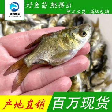 鲲腾优选缩骨大头鱼苗纯正血统全国直售技术支持