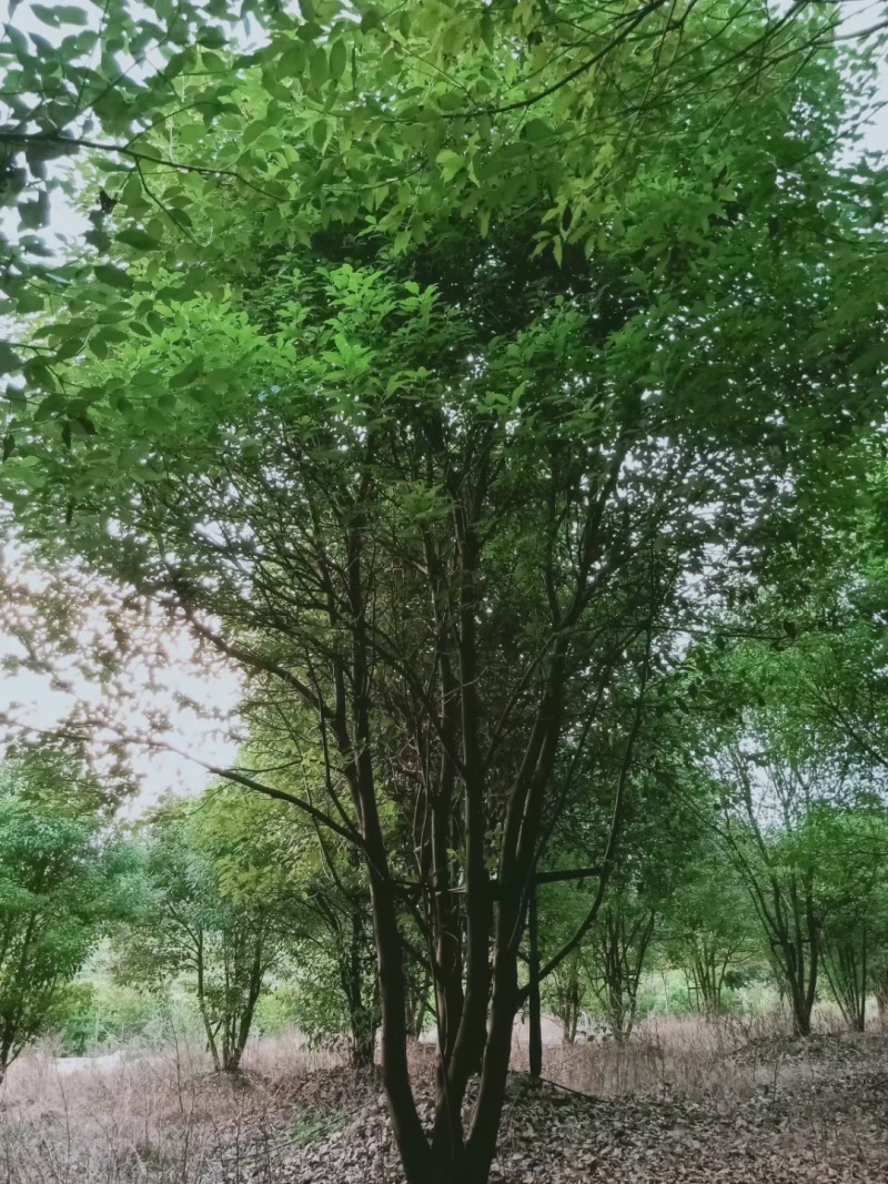 丛庄香樟