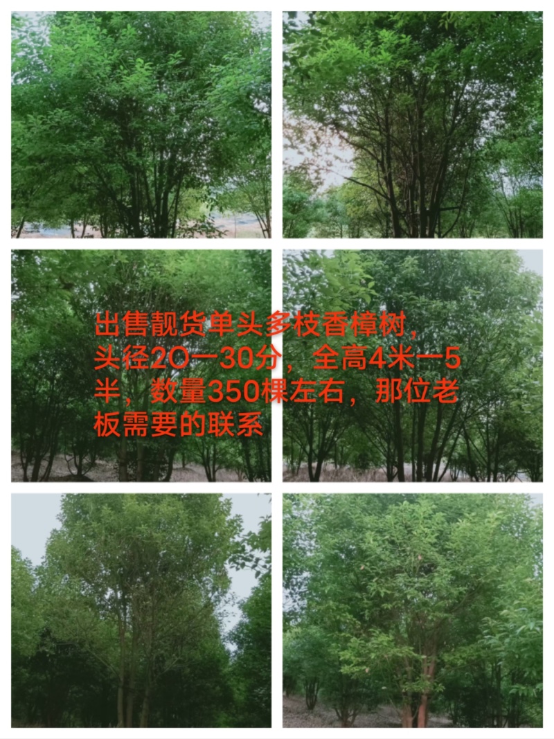 丛庄香樟