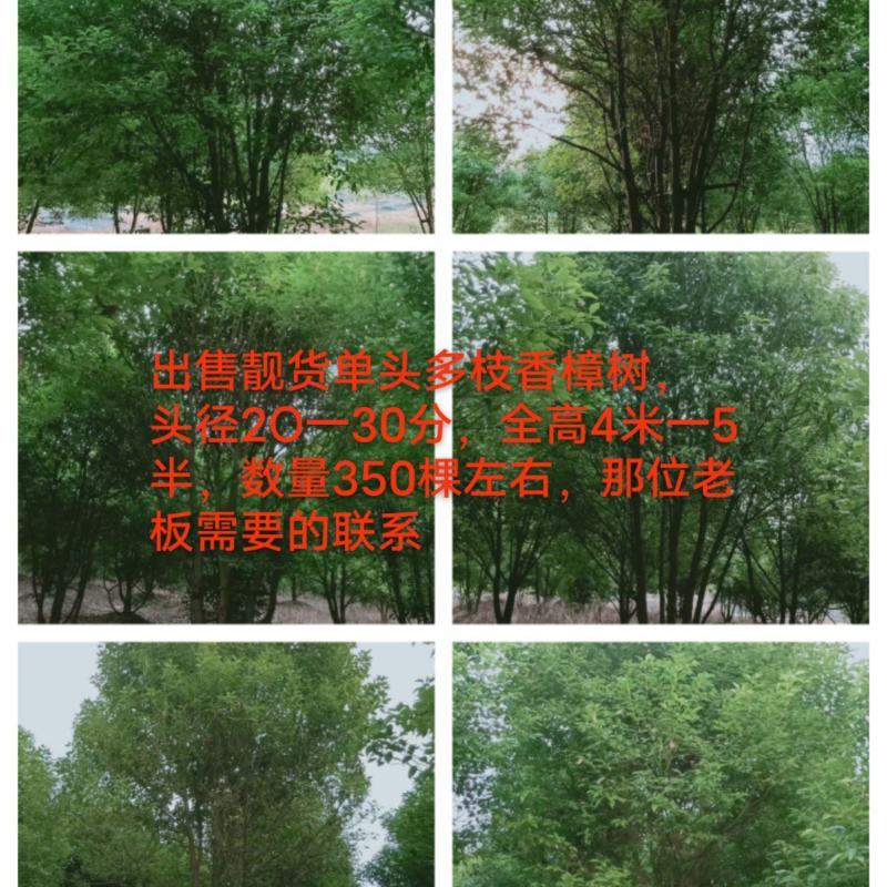 丛庄香樟