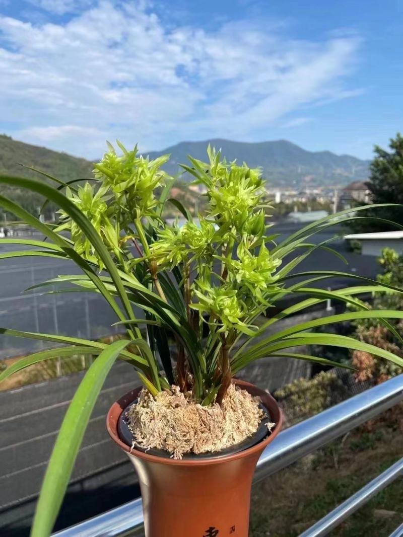 春兰花开富贵，浓香型奇花。年宵花品种