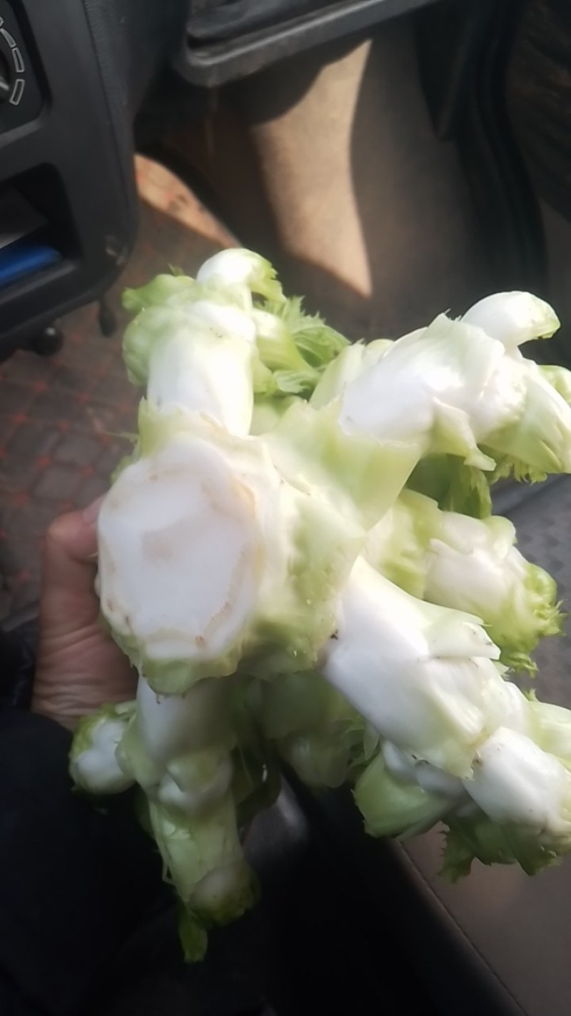 四川儿菜！大型基地出货