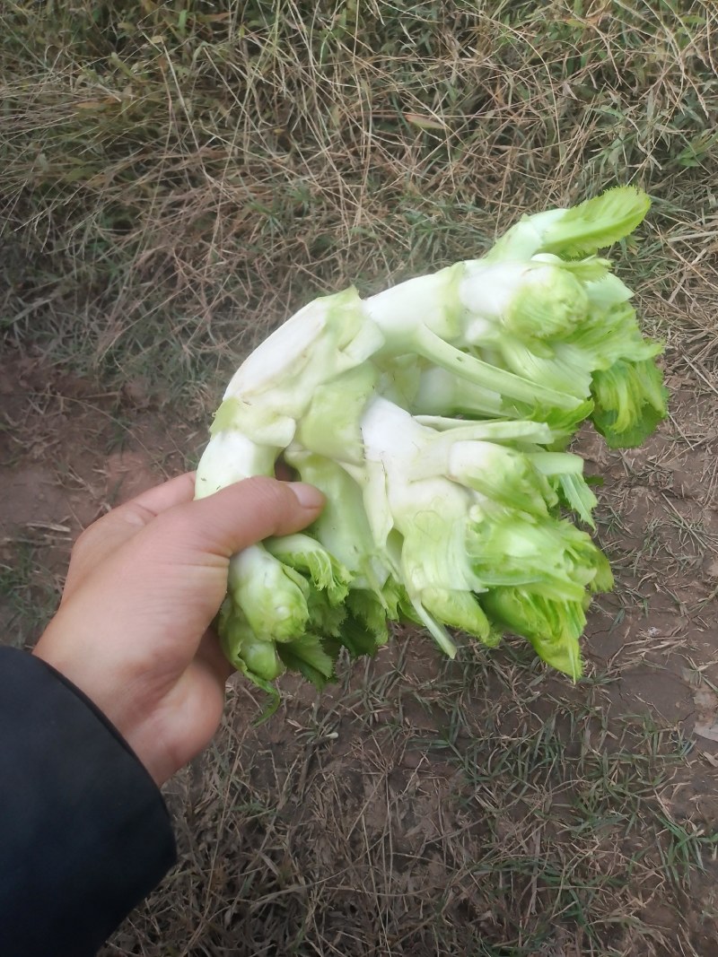 四川儿菜！大型基地出货