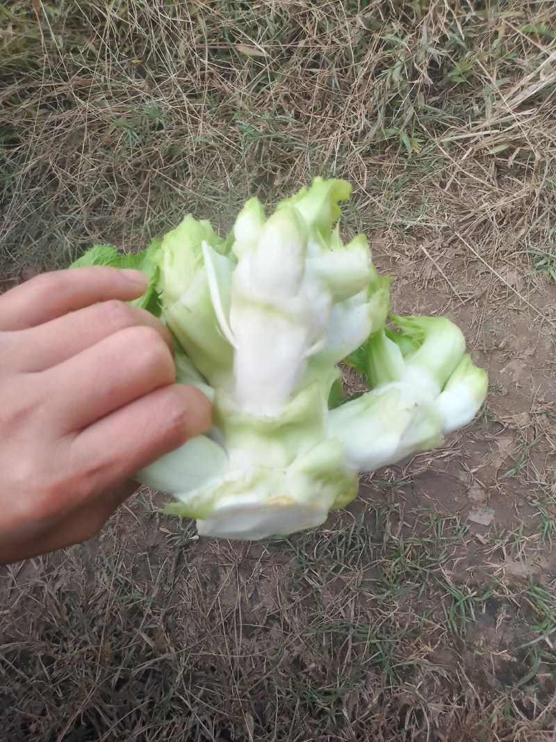 四川儿菜！大型基地出货