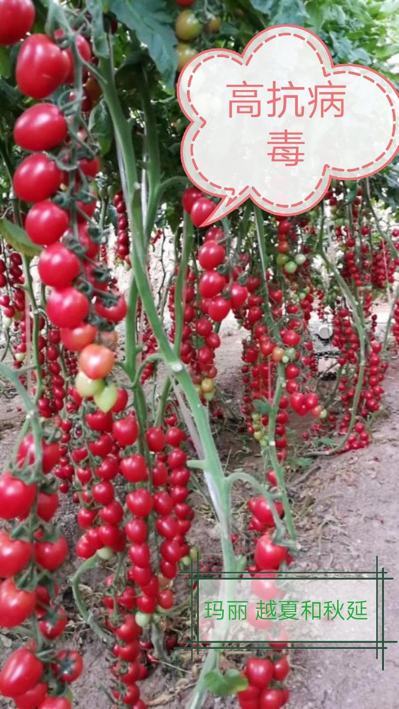 普罗旺斯种子草莓西红柿种子釜山88种子口感西红柿