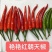 中早熟单生朝天椒种子单果重6-7克辣味浓果果硬度好产量贮