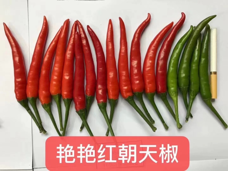 中早熟单生朝天椒种子单果重6-7克辣味浓果果硬度好产量贮