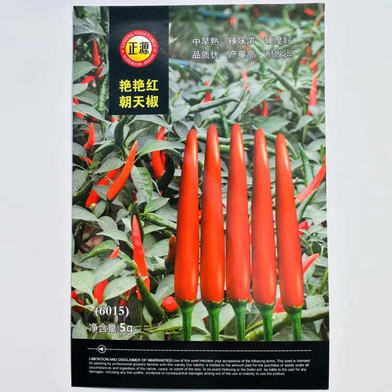 中早熟单生朝天椒种子单果重6-7克辣味浓果果硬度好产量贮