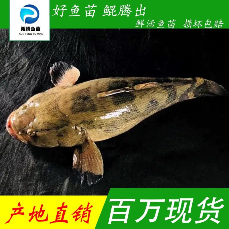 鲲腾优选笋壳鱼苗纯正血统健康成长全国直供技术支持