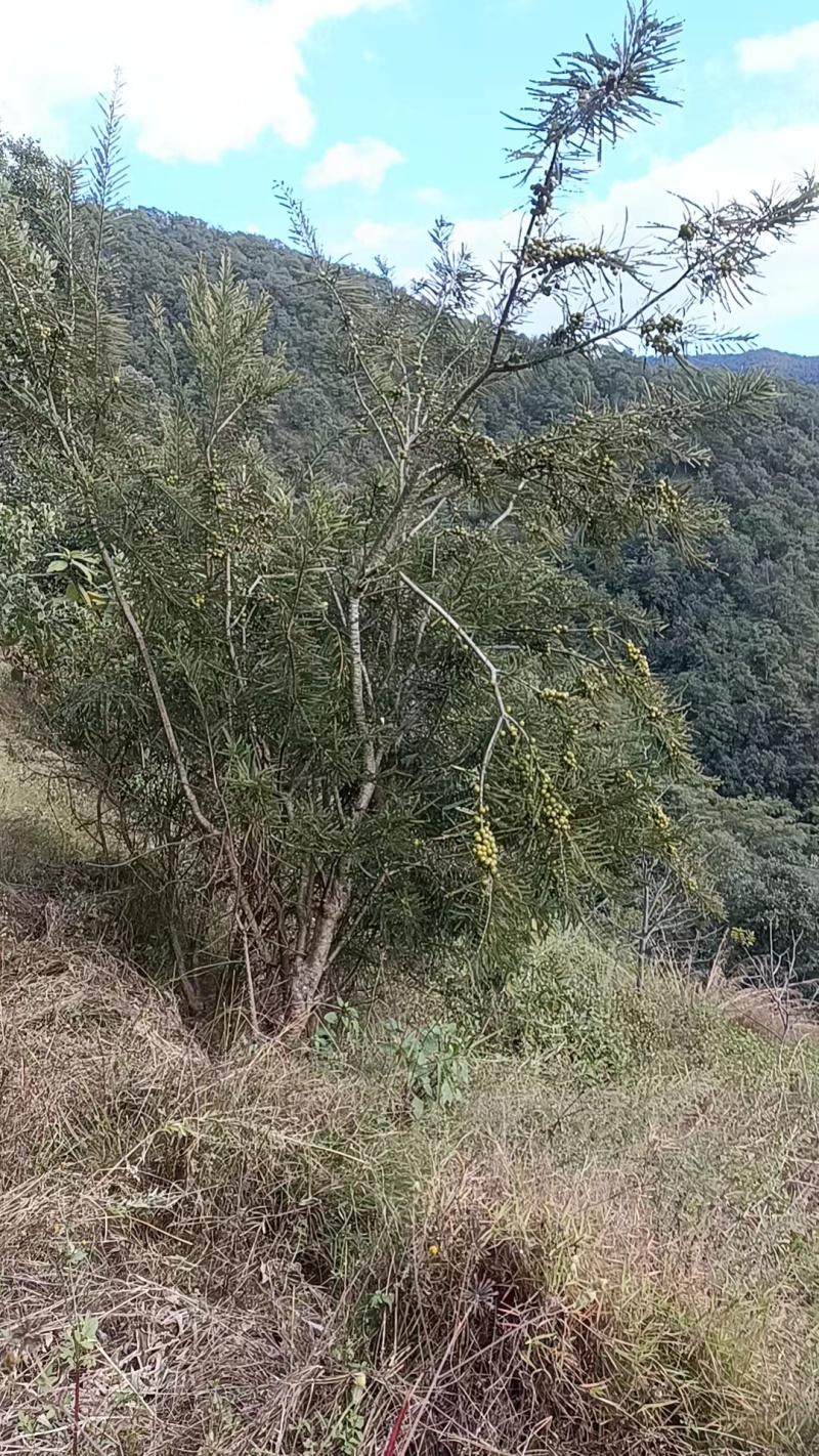 云南野生橄榄油甘果