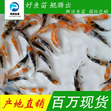 鲲腾生态锦鲤鱼苗优质品种生态培育全国配送技术支持
