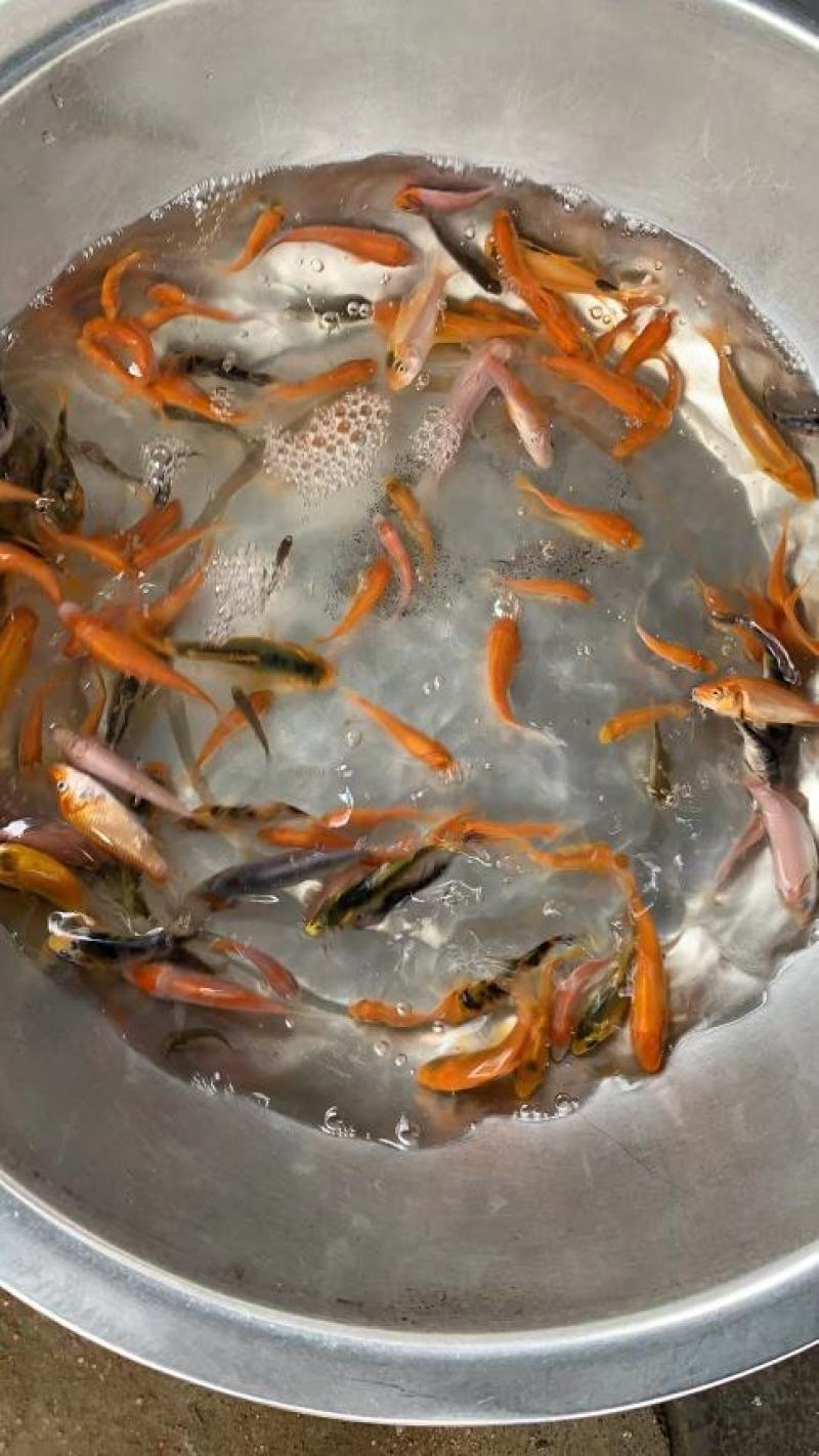鲲腾生态锦鲤鱼苗优质品种生态培育全国配送技术支持