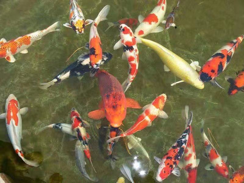鲲腾生态锦鲤鱼苗优质品种生态培育全国配送技术支持