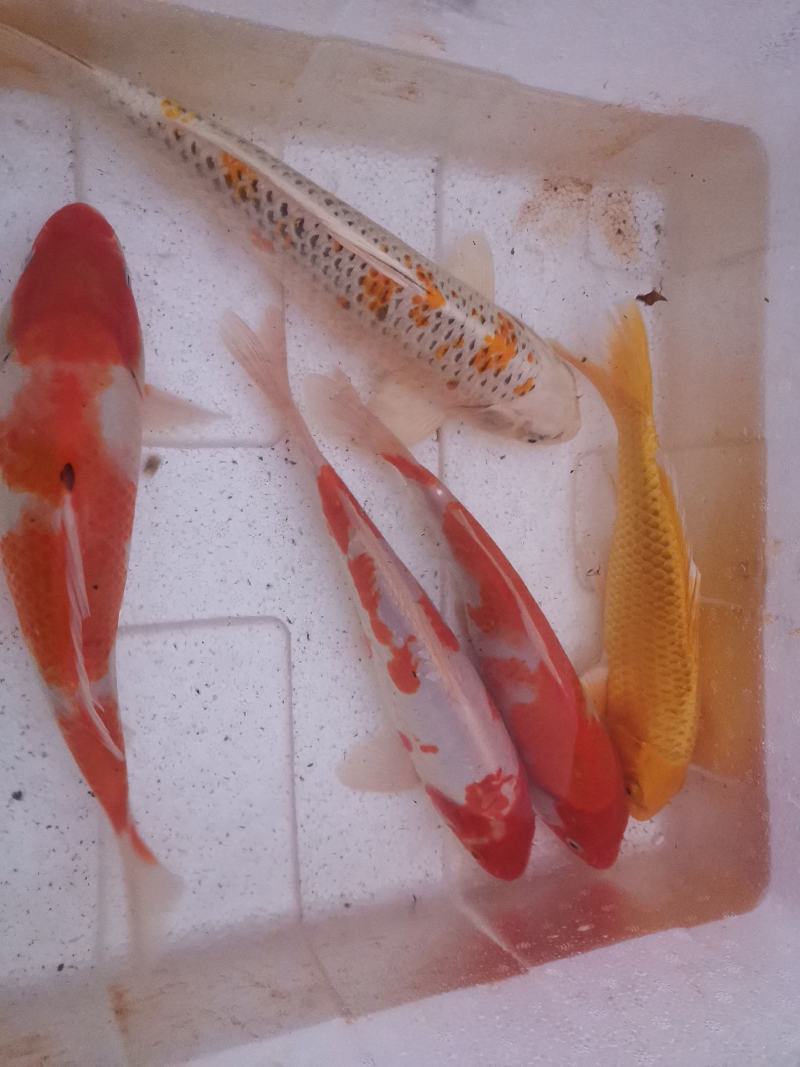 鲲腾生态锦鲤鱼苗优质品种生态培育全国配送技术支持