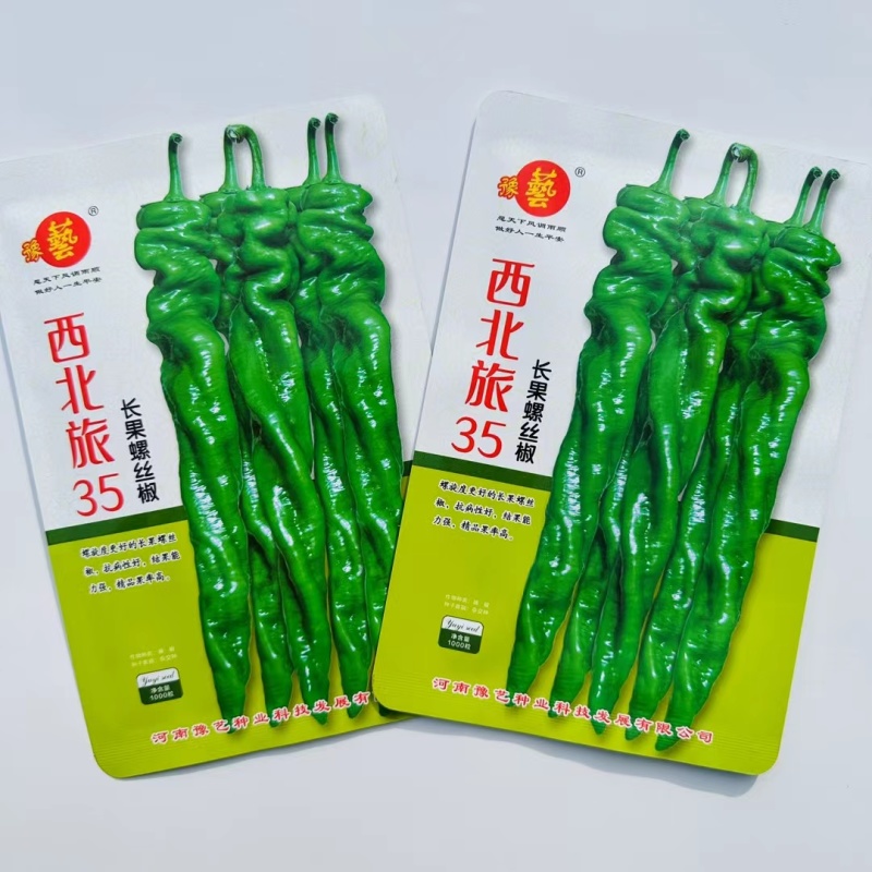 早熟长果型螺丝椒种子连续坐果多产量高辣味香浓抗病性好