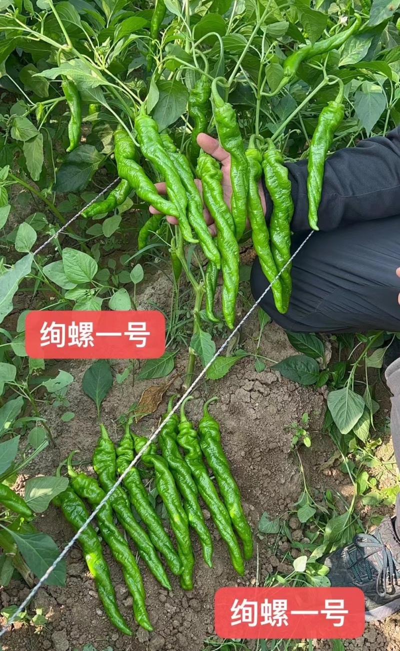 杂交早熟螺丝椒种子单果重110克左右采收期长产量高椒型顺