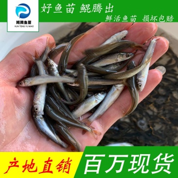 鲲腾生态银鳕鱼苗优质品种生态养殖全国配送全程指导