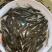 鲲腾生态银鳕鱼苗优质品种生态养殖全国配送全程指导