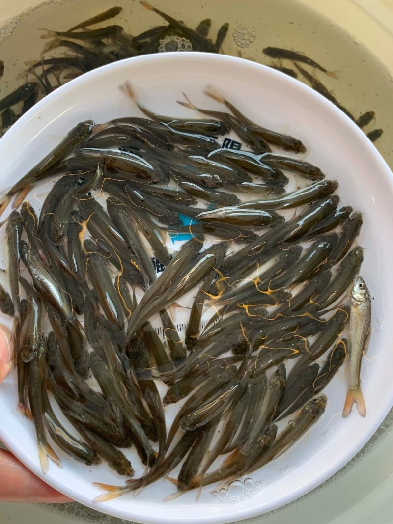 鲲腾生态银鳕鱼苗优质品种生态养殖全国配送全程指导