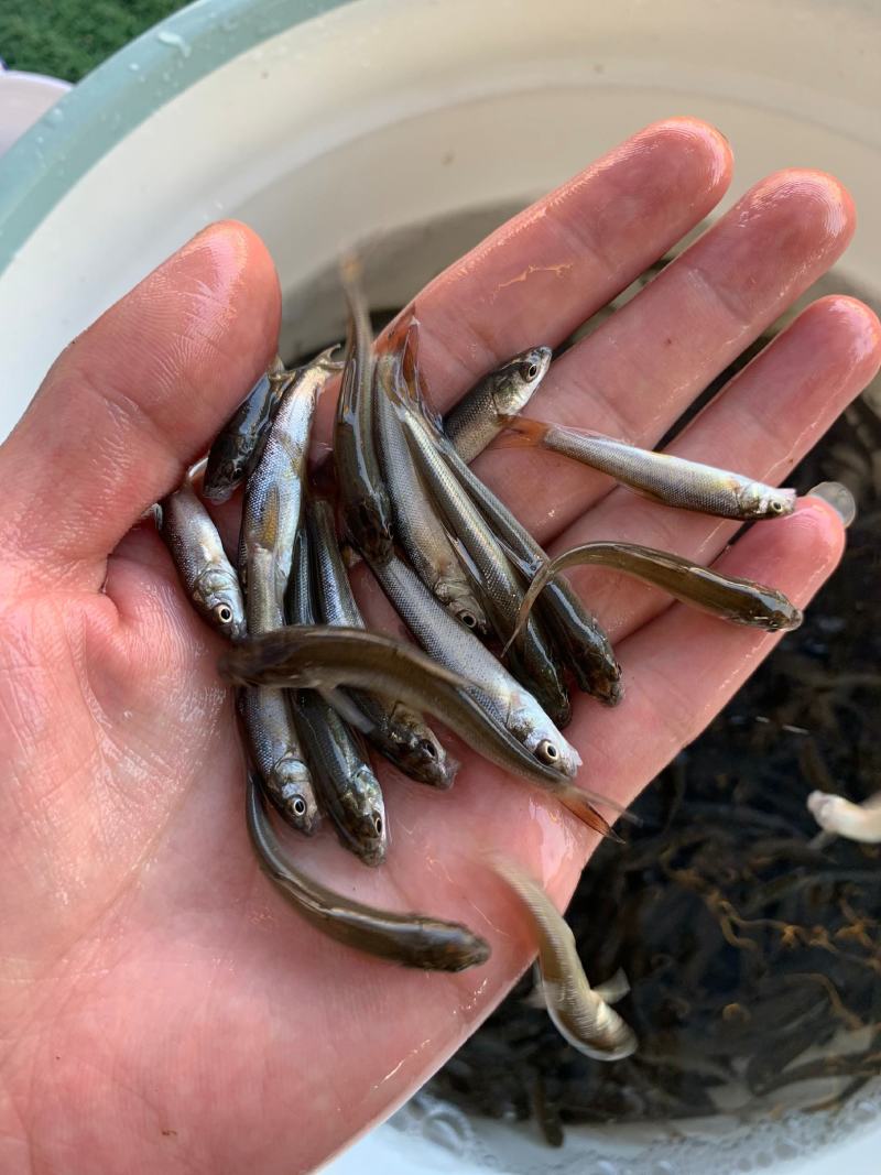 鲲腾生态银鳕鱼苗优质品种生态养殖全国配送全程指导