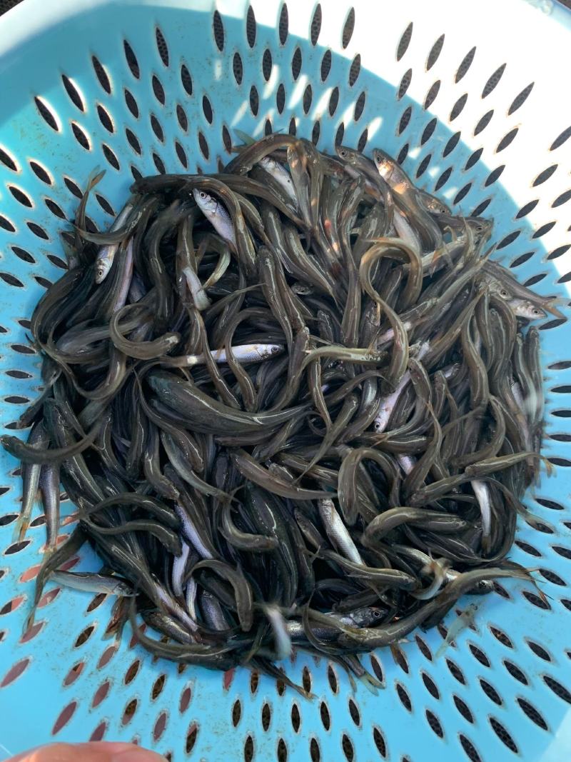 鲲腾生态银鳕鱼苗优质品种生态养殖全国配送全程指导