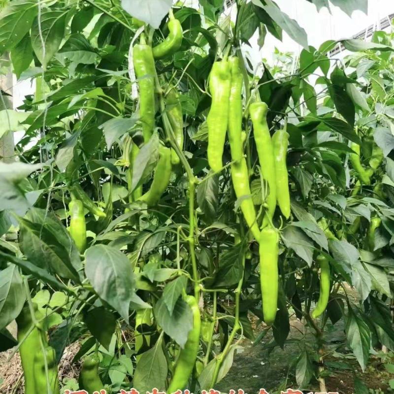 杂交中早熟黄绿皮大果辣椒种子膨果速度快连续坐果能力强抗病