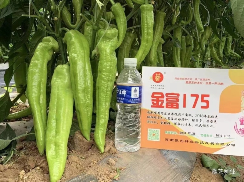杂交中早熟黄绿皮大果辣椒种子膨果速度快连续坐果能力强抗病