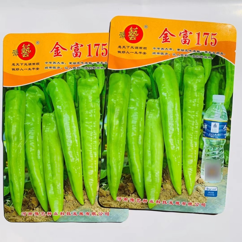 杂交中早熟黄绿皮大果辣椒种子膨果速度快连续坐果能力强抗病