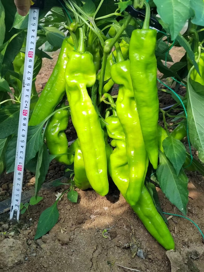 杂交中早熟黄绿皮大果辣椒种子膨果速度快连续坐果能力强抗病