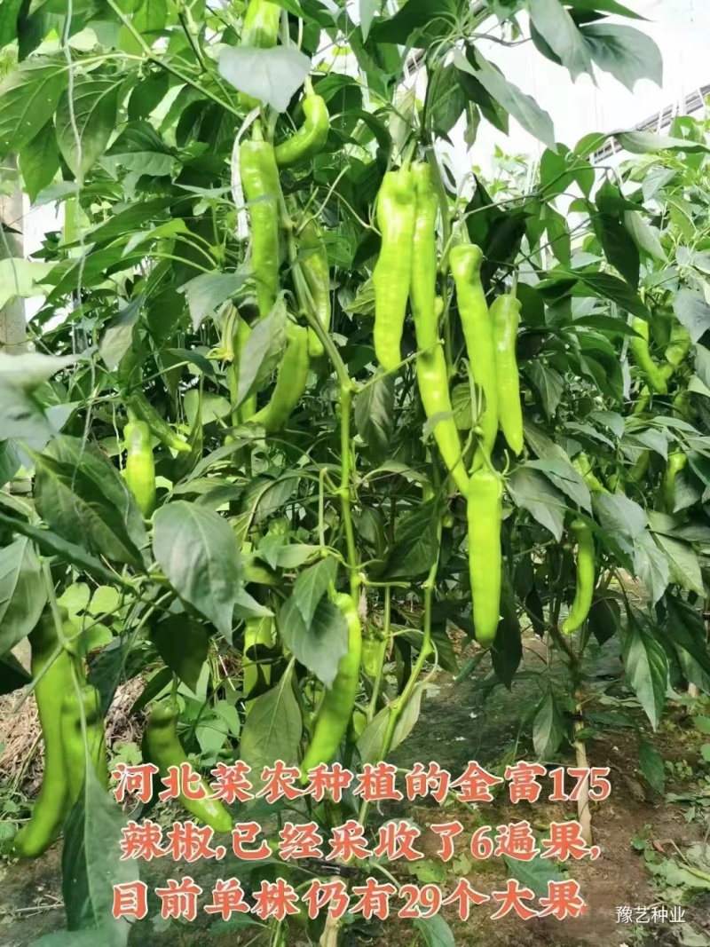 杂交中早熟黄绿皮大果辣椒种子膨果速度快连续坐果能力强抗病