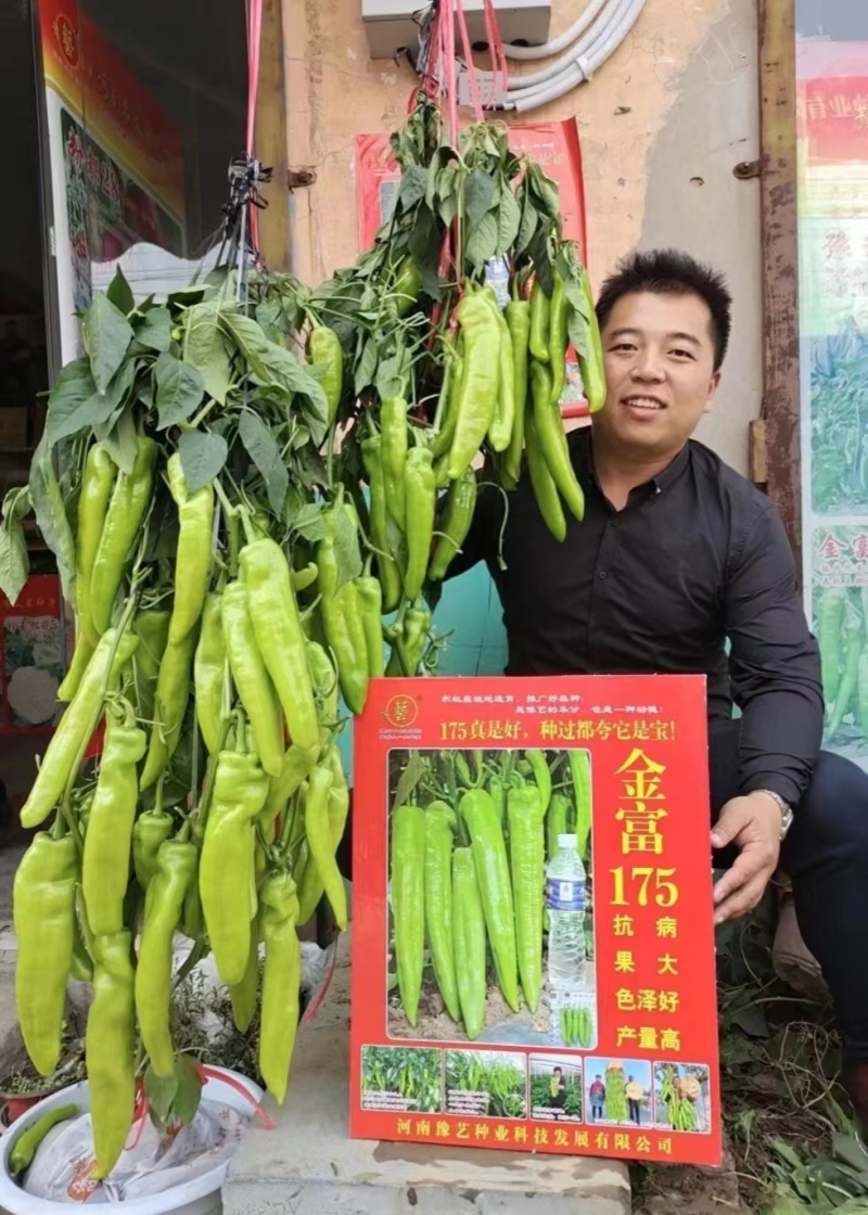 杂交中早熟黄绿皮大果辣椒种子膨果速度快连续坐果能力强抗病