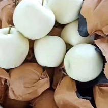 辽宁葫芦岛黄元帅苹果个大甜度高量大价优可供全国