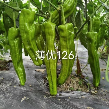 杂交早熟辣椒种子薄皮抗病商品性好产量高口感好