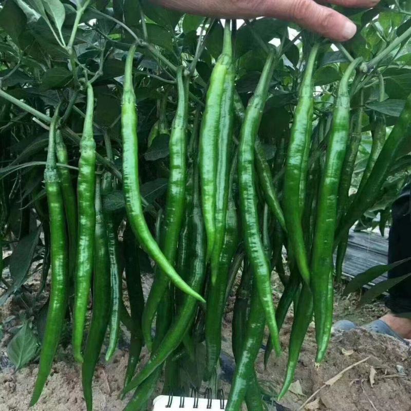 中熟杂交线椒种子椒条顺直基地专用型耐贮运产量高商品性好辣