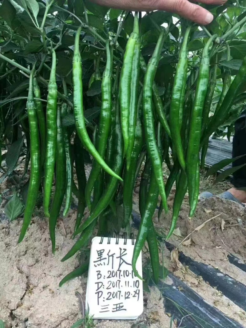 中熟杂交线椒种子椒条顺直基地专用型耐贮运产量高商品性好辣