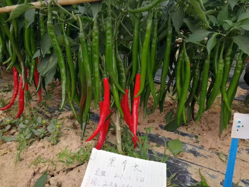 中熟杂交线椒种子椒条顺直基地专用型耐贮运产量高商品性好辣