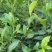 广东省凤凰单枞茶苗（鸭屎香、蜜兰香、黄金锯朵仔）