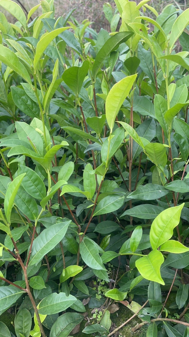 广东省凤凰单枞茶苗（鸭屎香、蜜兰香、黄金锯朵仔）